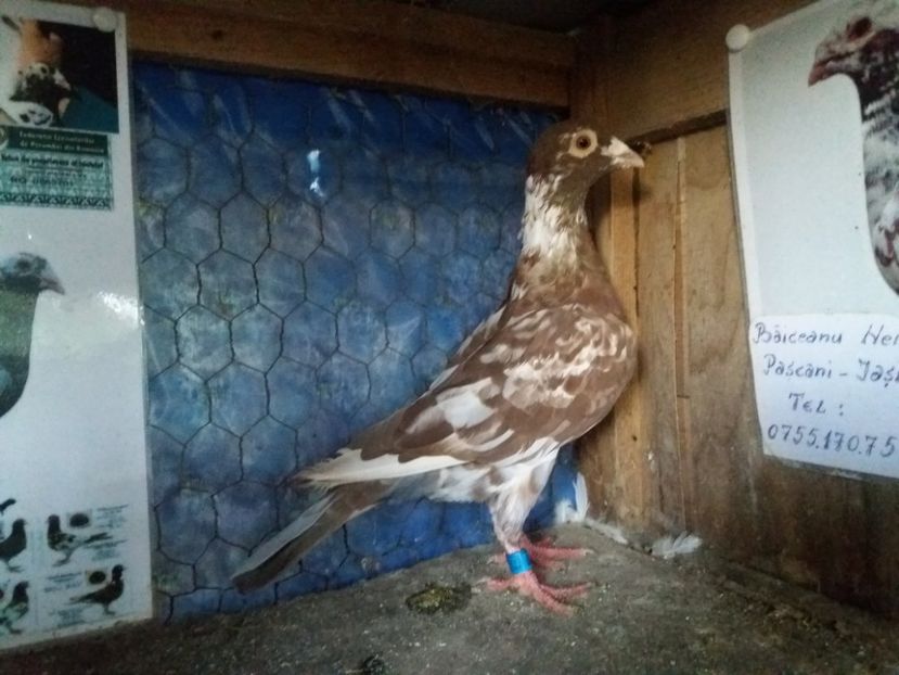  - Meulemans de vanzare