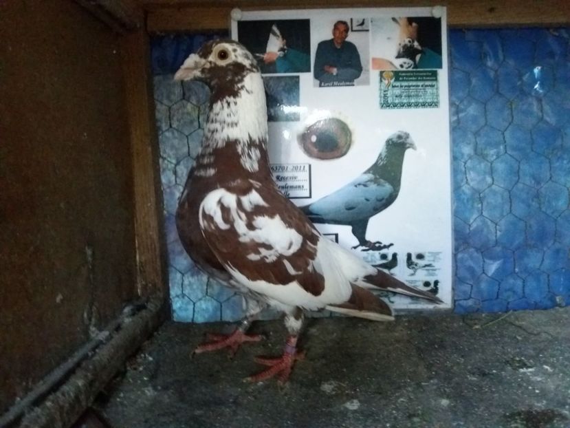  - Meulemans de vanzare