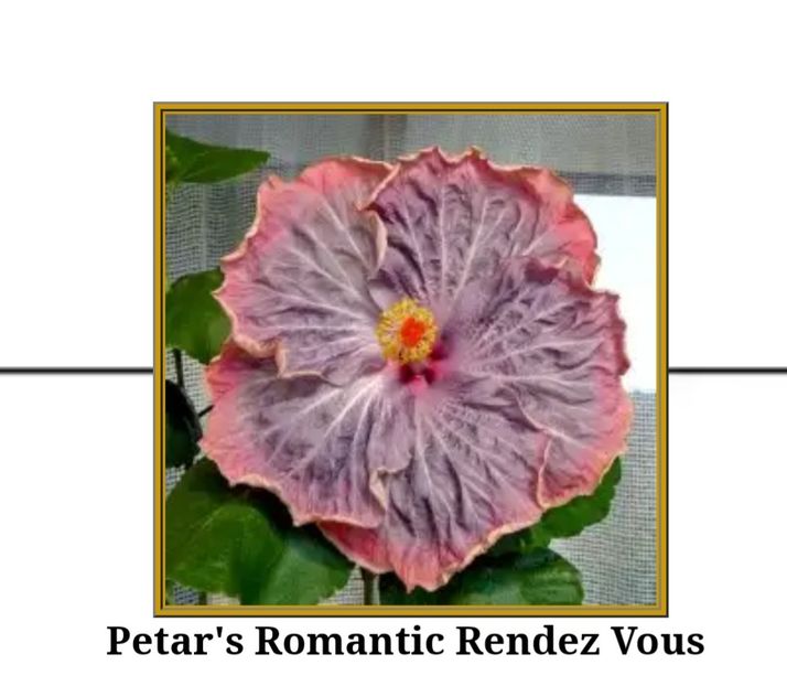  - YPetars romantic rend vous
