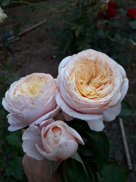  - Domaine de Chantilly