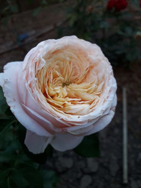  - Domaine de Chantilly