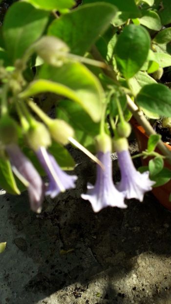  - Talmeș balmeș 2019