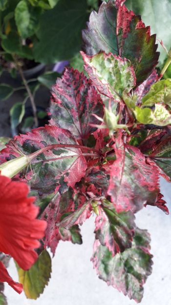  - Talmeș balmeș 2019