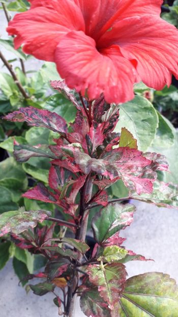  - Talmeș balmeș 2019