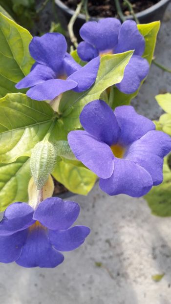  - Talmeș balmeș 2019