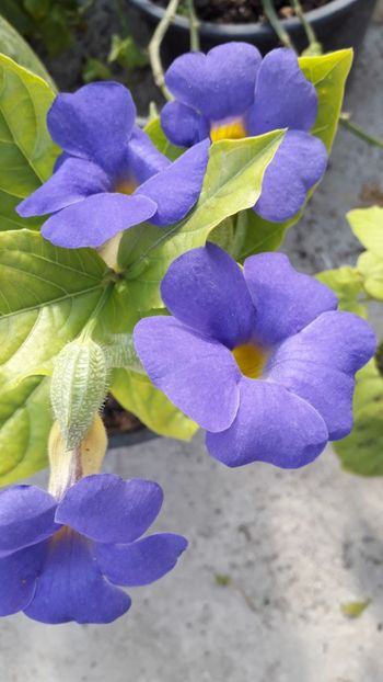  - Talmeș balmeș 2019