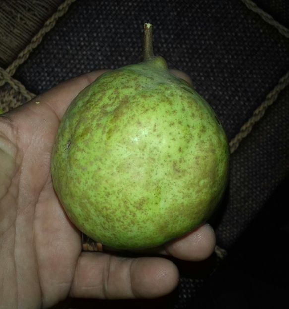 20190916_160444-1 - Untoasa Geoagiu