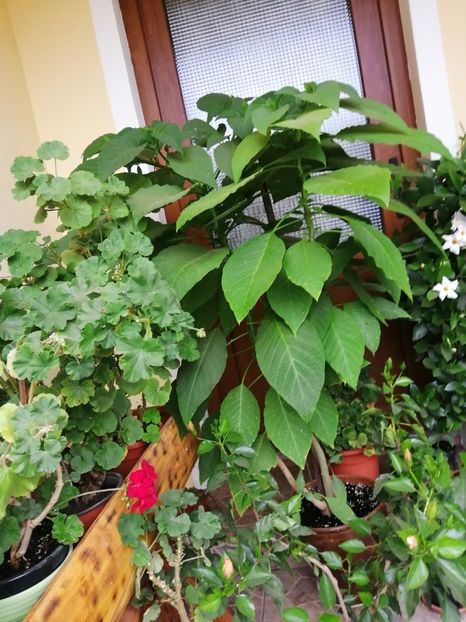  - Frumuseti la casa parinteasca