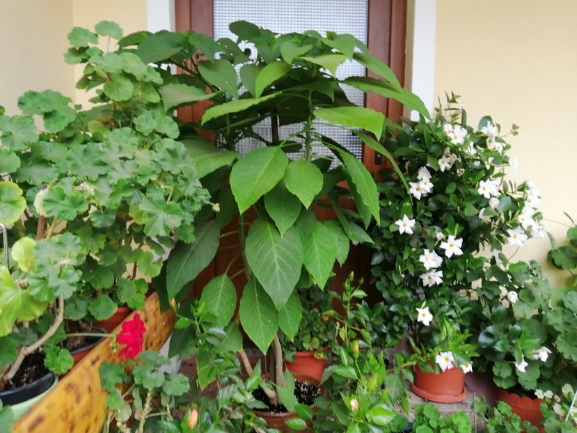  - Frumuseti la casa parinteasca