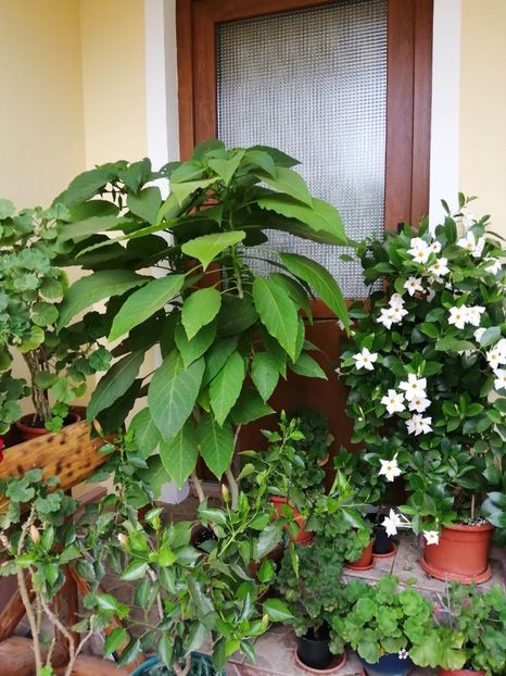  - Frumuseti la casa parinteasca