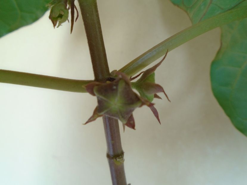 Matelea cyclophylla - Caudiciforme si bulbi 2019