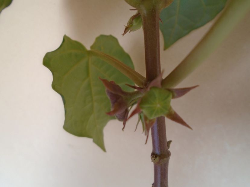 Matelea cyclophylla - Caudiciforme si bulbi 2019