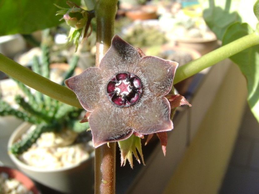 Matelea cyclophylla - Caudiciforme si bulbi 2019