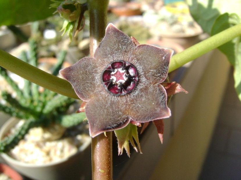 Matelea cyclophylla - Caudiciforme si bulbi 2019