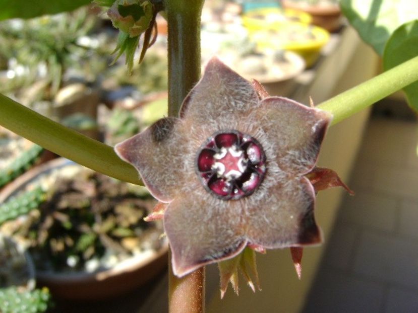 Matelea cyclophylla - Caudiciforme si bulbi 2019