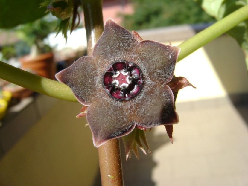 Matelea cyclophylla - Caudiciforme si bulbi 2019