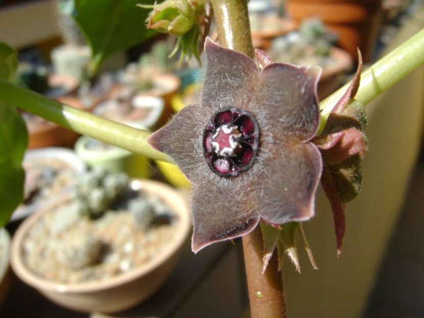 Matelea cyclophylla - Caudiciforme si bulbi 2019