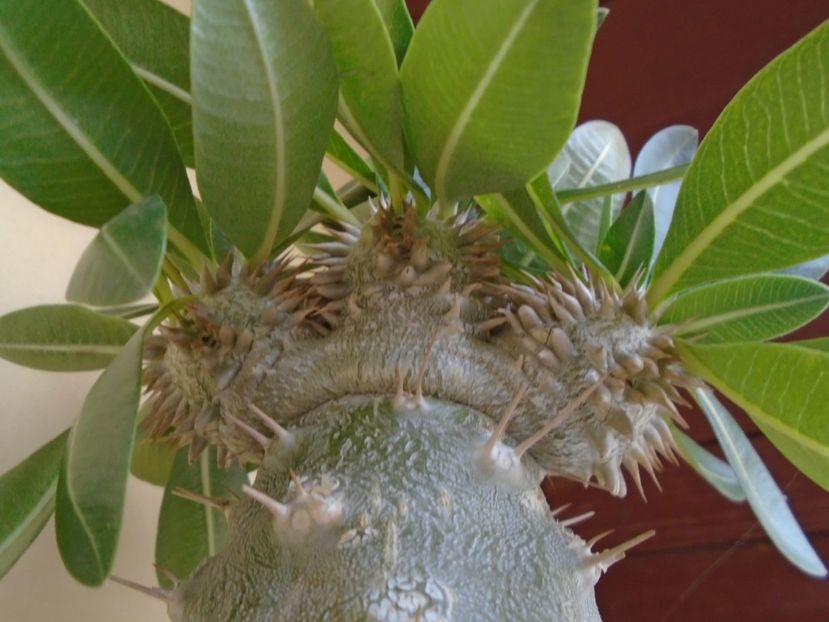 Pachyipodium brevicaule (altoit pe Pachypodium saundersii), boboci - Caudiciforme si bulbi 2019 bis