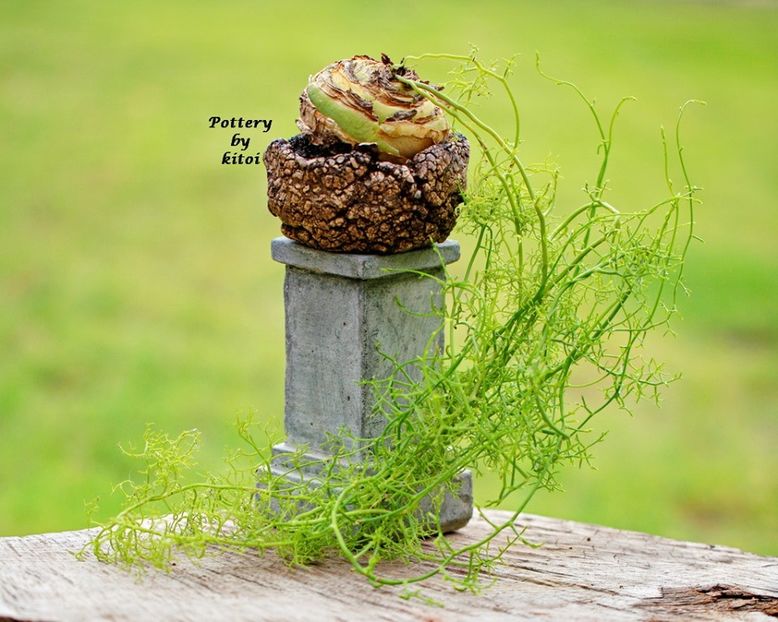 Kitoi: Bowiea volubilis - Vase - aranjamente - accesorii