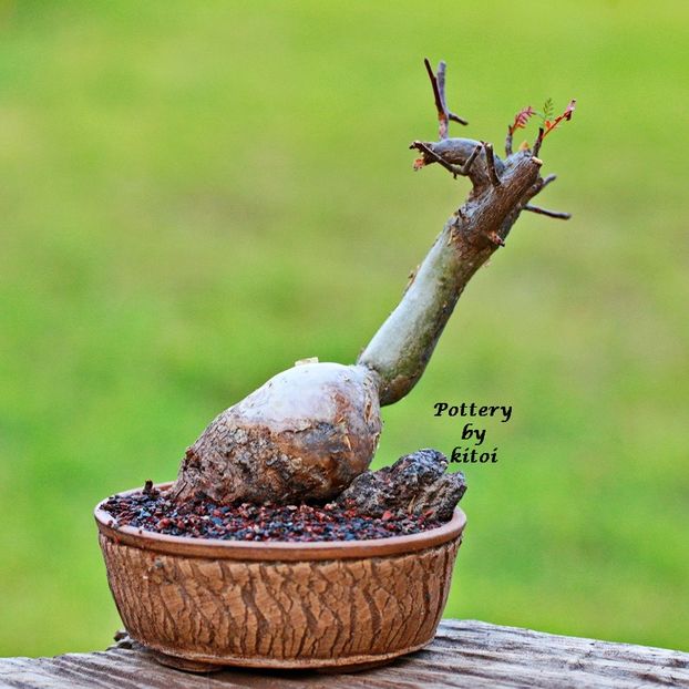 Kitoi: Bursera microphylla - Vase - aranjamente - accesorii