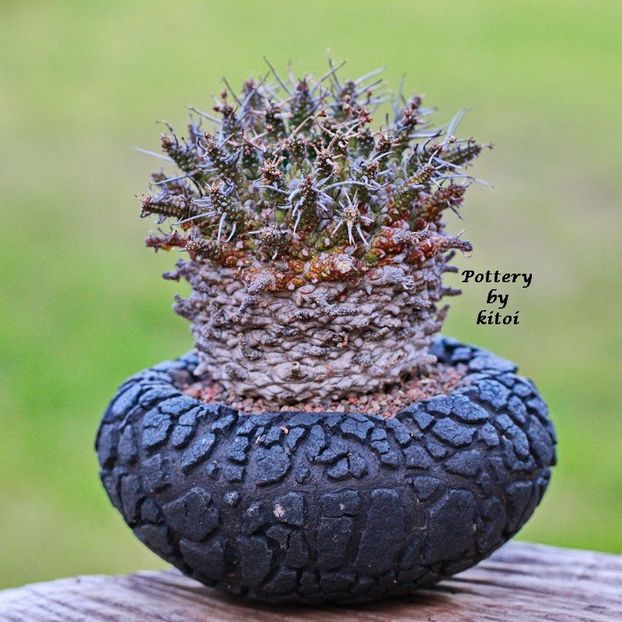 Kitoi: Euphorbia suppressa - Vase - aranjamente - accesorii