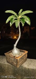 Pachypodium decaryi - Vase - aranjamente - accesorii