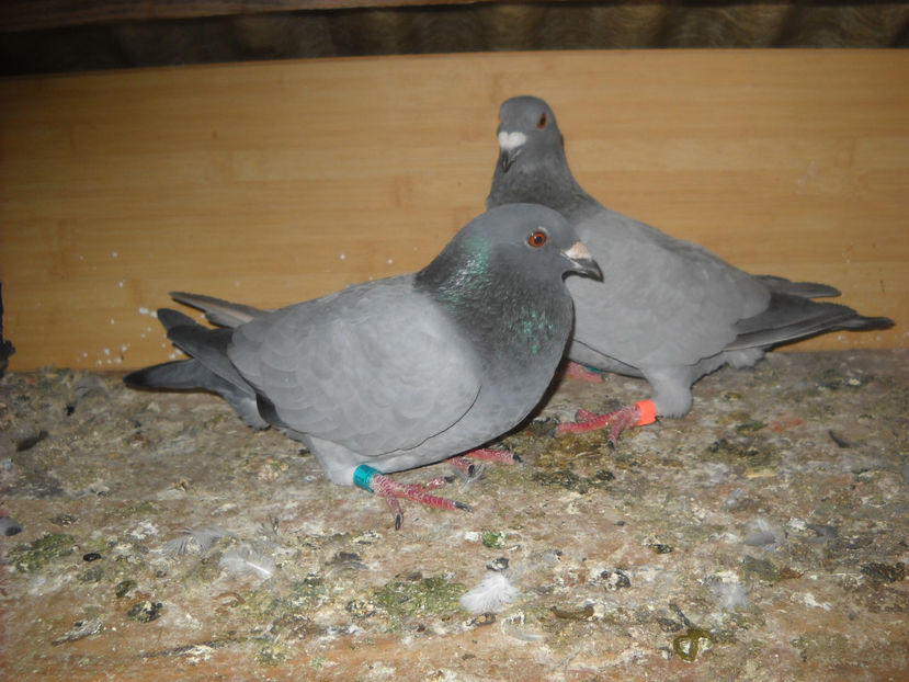  - UNDEVA IN SUCEAVA arhiva