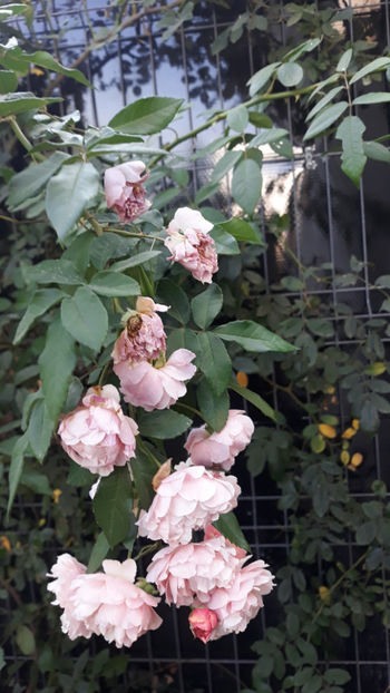  - Gradina si trandafirii 2019-toamna