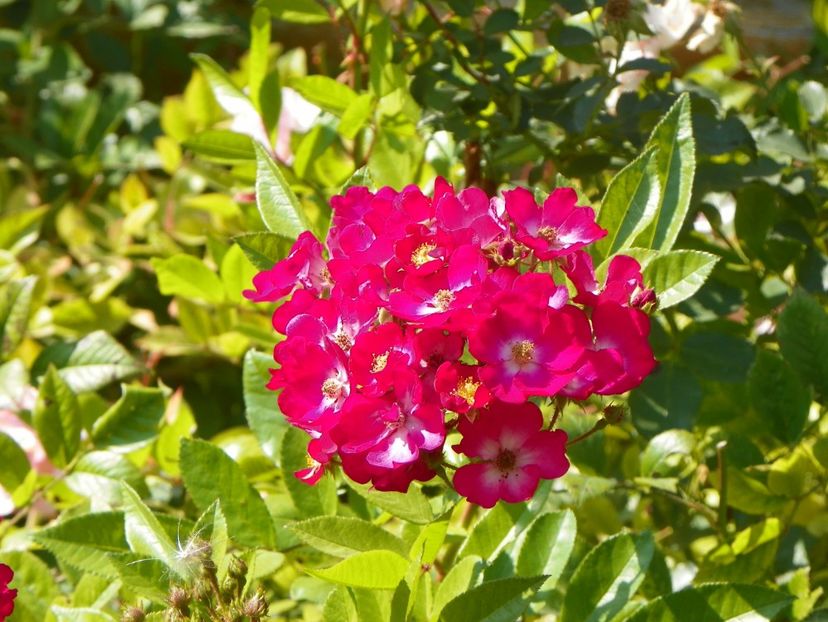 Red Ballerina - Trandafiri 2019 5