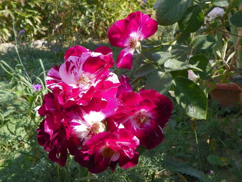 Purple Splash - Trandafiri 2019 5
