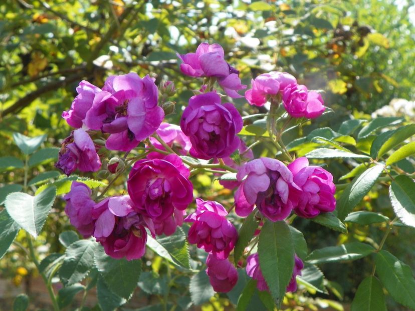Purple Skyliner - Trandafiri 2019 5