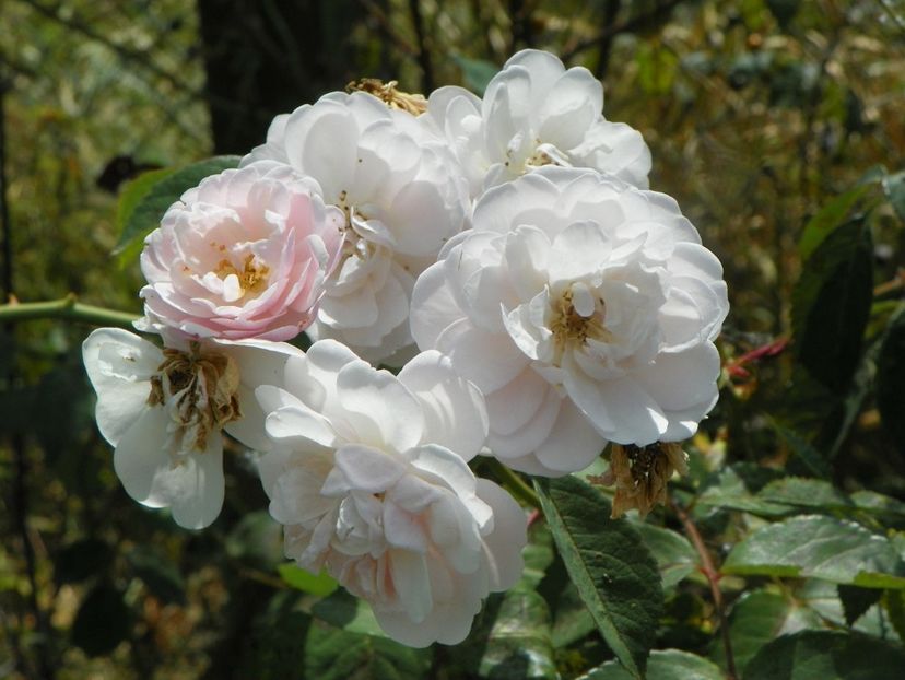 Rose Delacroix - Trandafiri 2019 5
