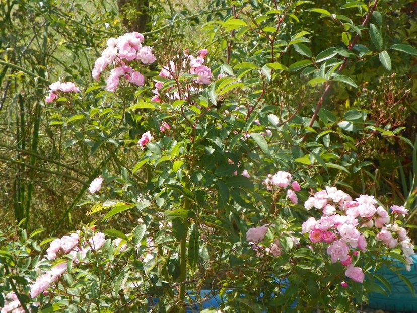 Heavenly Pink - Trandafiri 2019 5