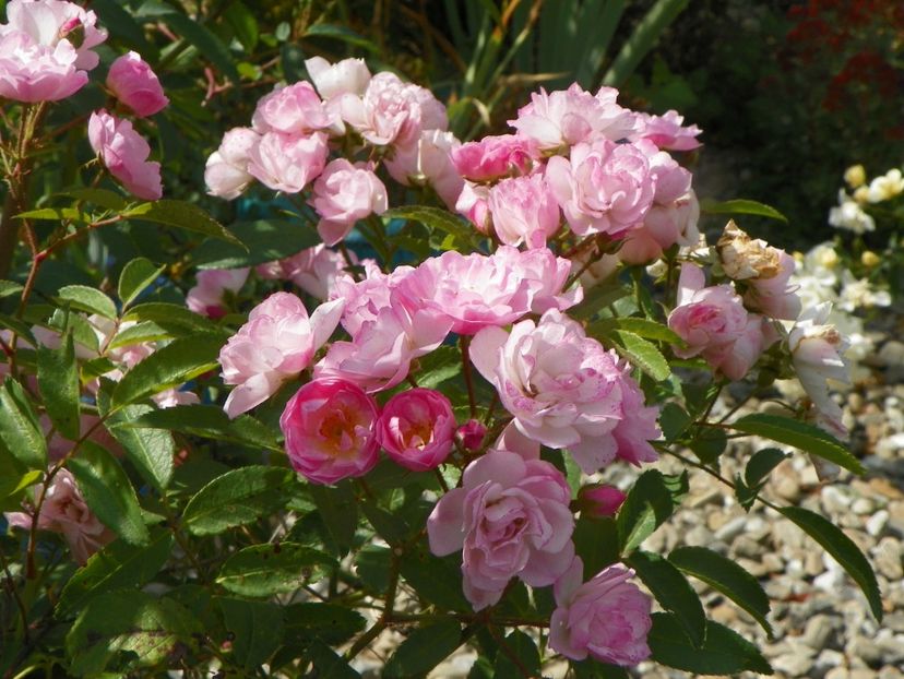Heavenly Pink - Trandafiri 2019 5