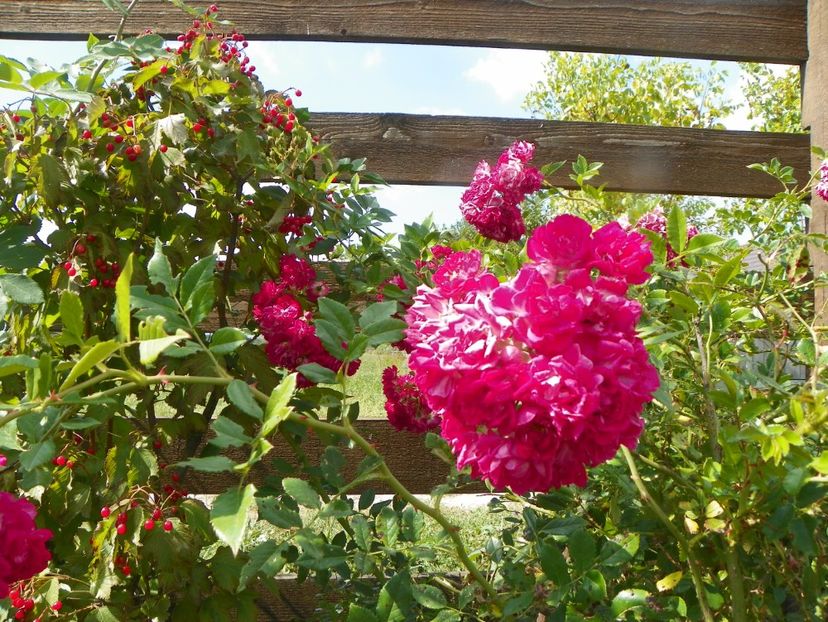Super Excelsa - Trandafiri 2019 5