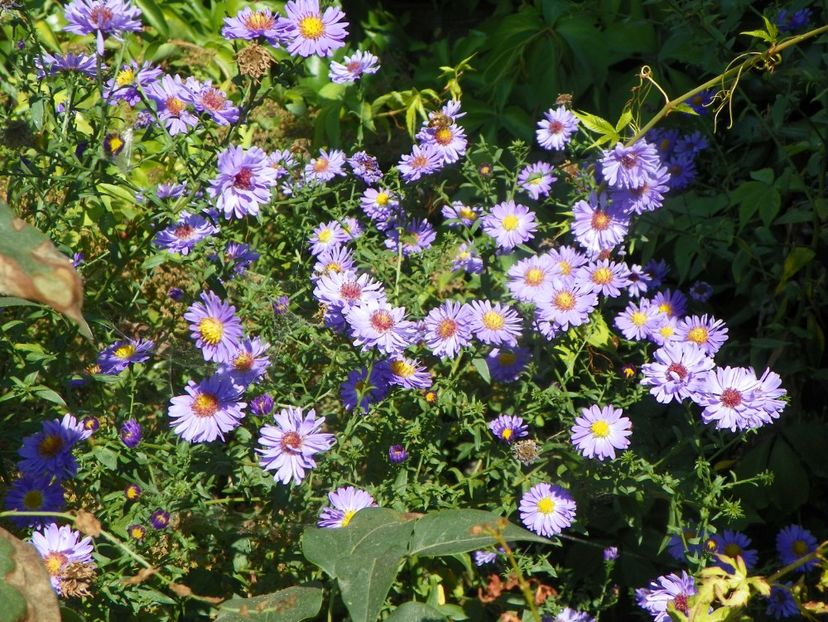 aster inalt - Dobarland 2019 4