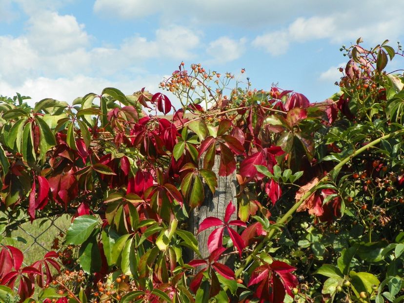 parthenocissus quinquefolia - Dobarland 2019 4
