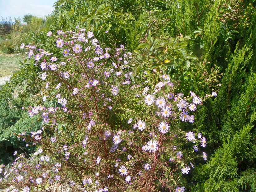 aster ericoides Esther - Dobarland 2019 4