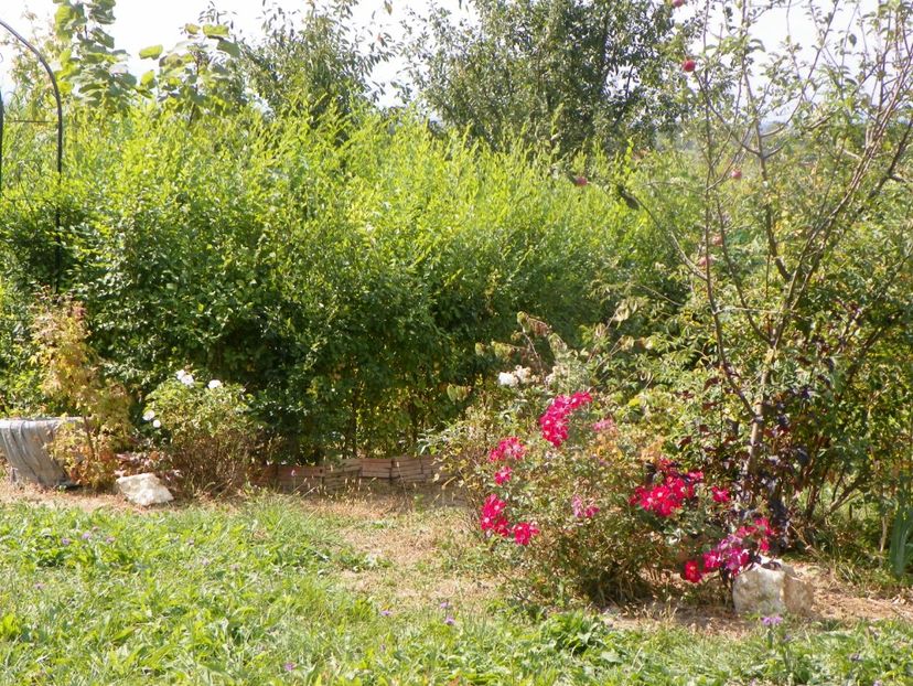 Candia Meillandecor - Dobarland 2019 4