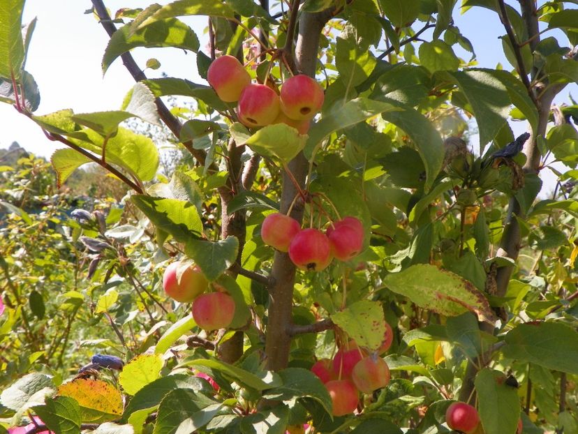 malus Red Sentinel - Dobarland 2019 4