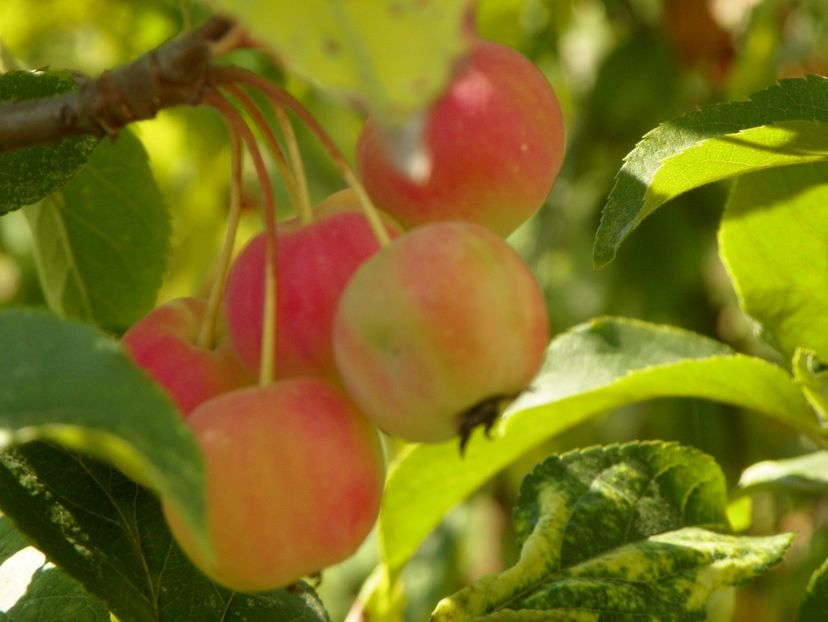 malus Red Sentinel - Dobarland 2019 4