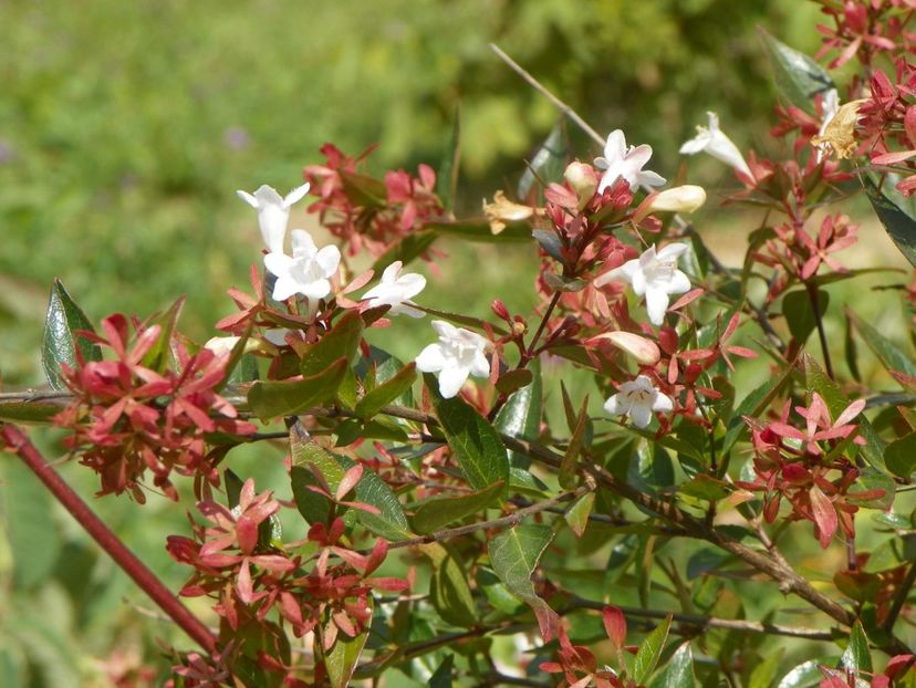 abelia grandiflora - Dobarland 2019 4