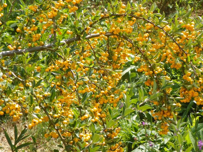 pyracantha Soleil d'Or - Dobarland 2019 4