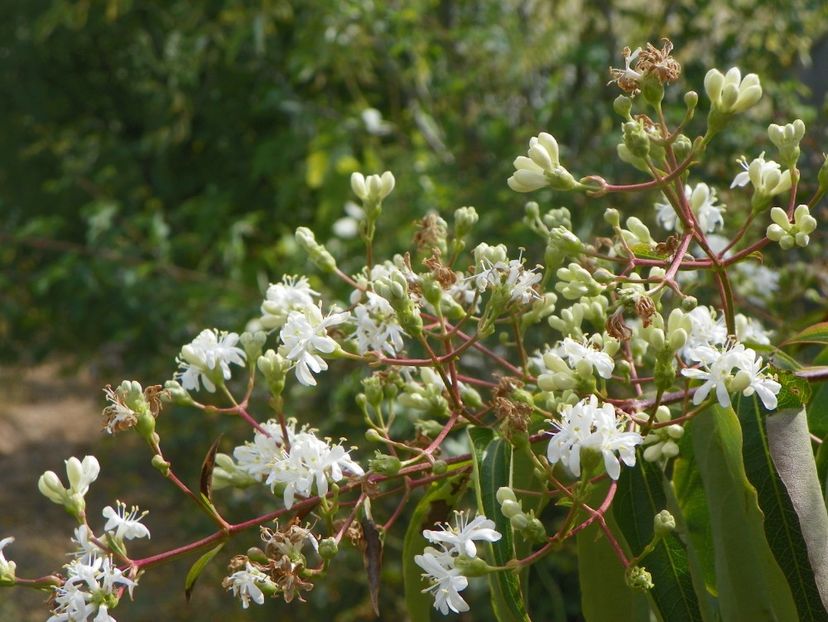 heptacodium miconioides - Dobarland 2019 4