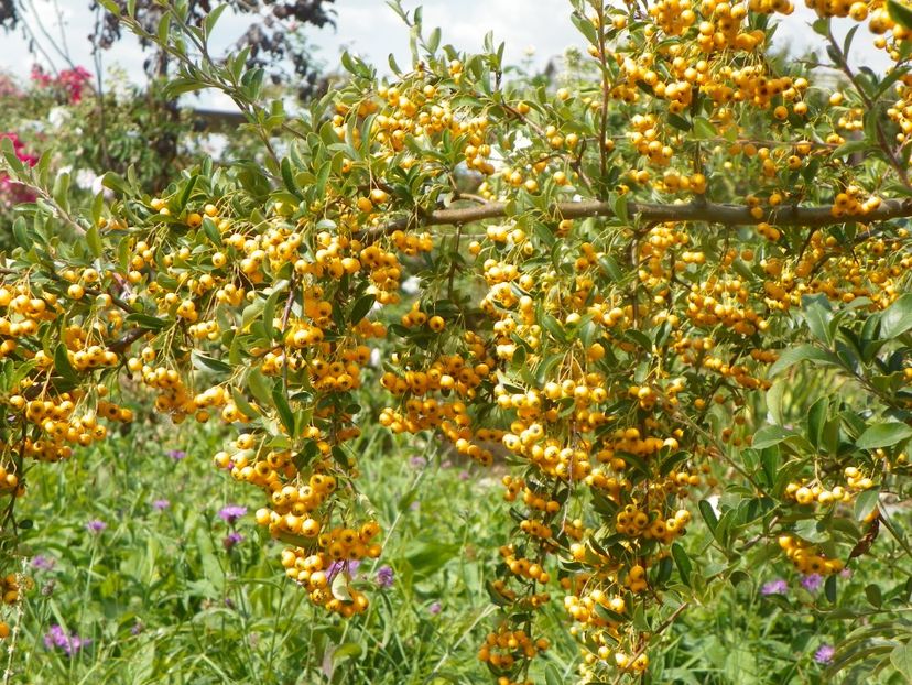 pyracantha Soleil d'Or - Dobarland 2019 4