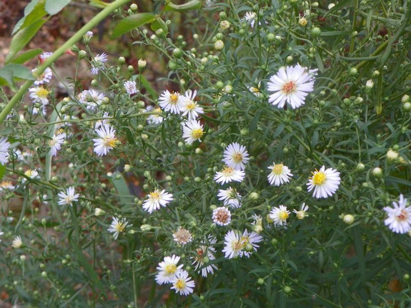 aster din padure - Dobarland 2019 4