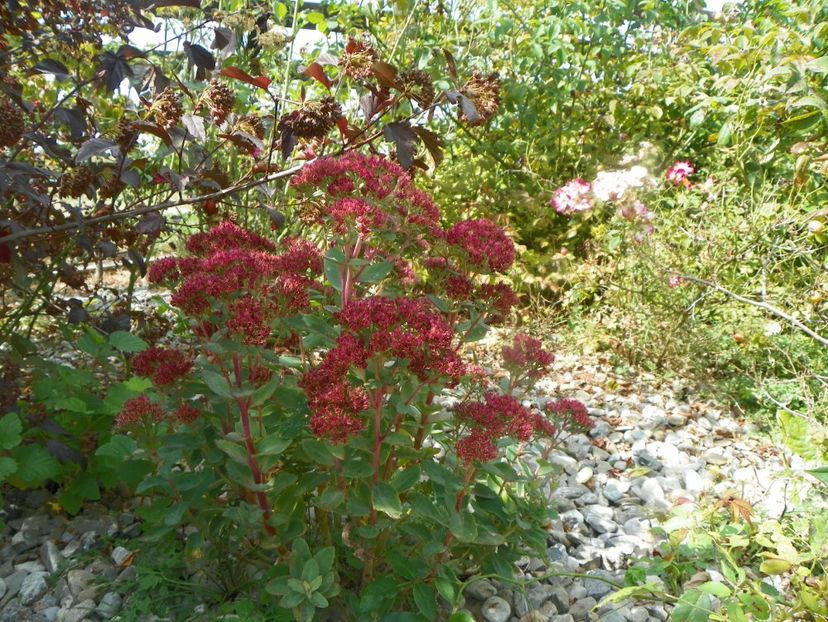 sedum Carl - Dobarland 2019 4