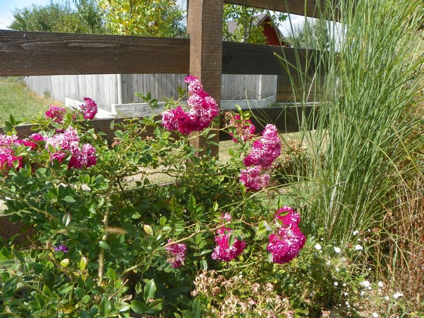 Super Excelsa si miscanthus - Dobarland 2019 4