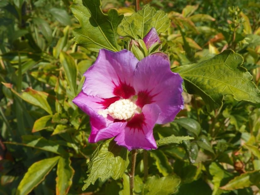 hibiscus syriacus - Dobarland 2019 4