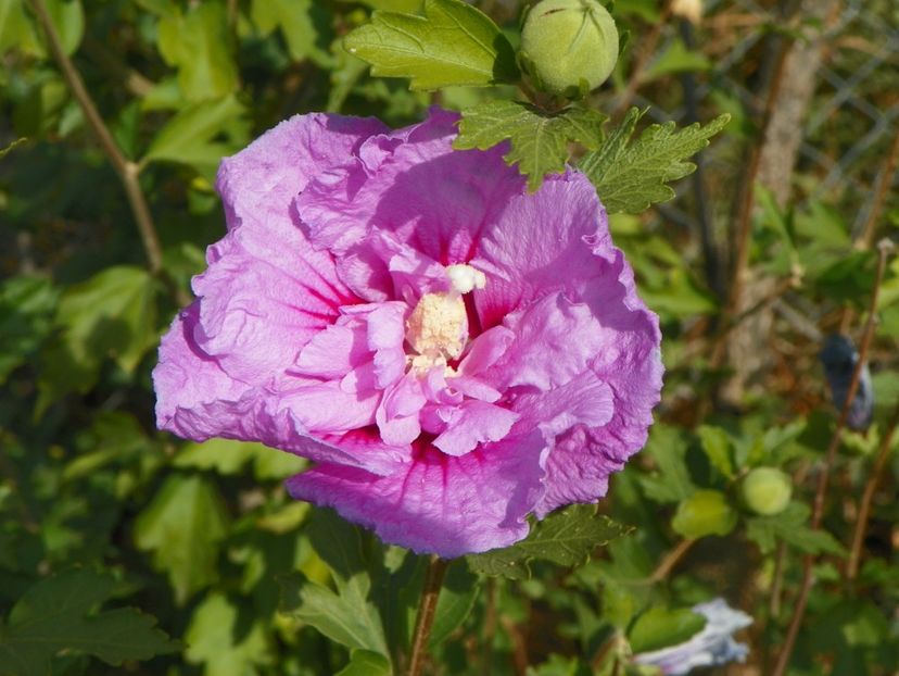hibiscus syriacus Lavender Chiffon - Dobarland 2019 4